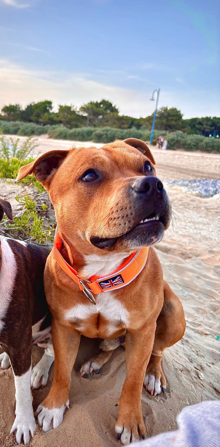 Customer photo review of Staffordshire Bull Terrier 1935® Martingale Collar - Orange