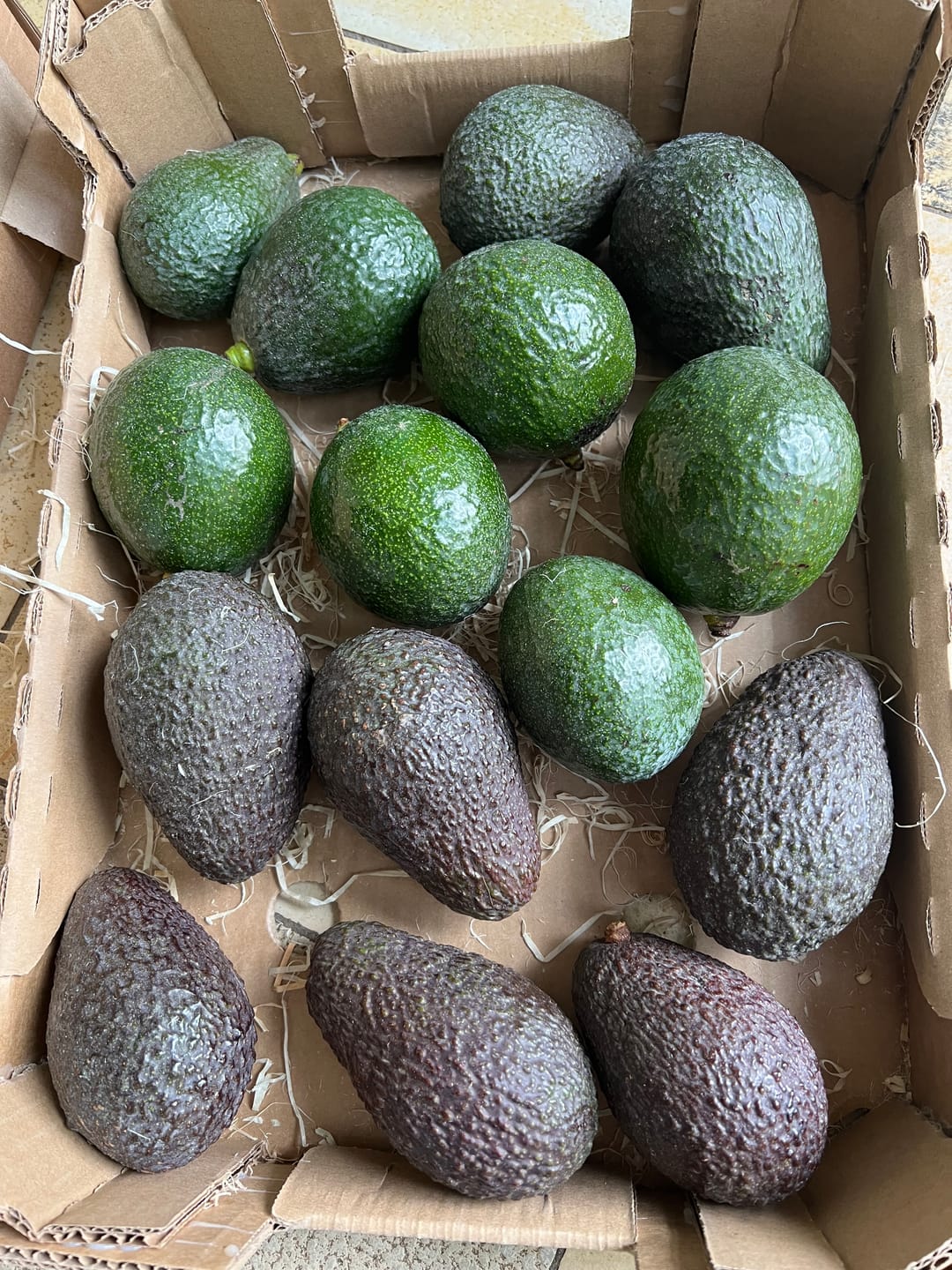 Customer photo review of Avocado Retterbox "Späternte" von Juan 3kg
