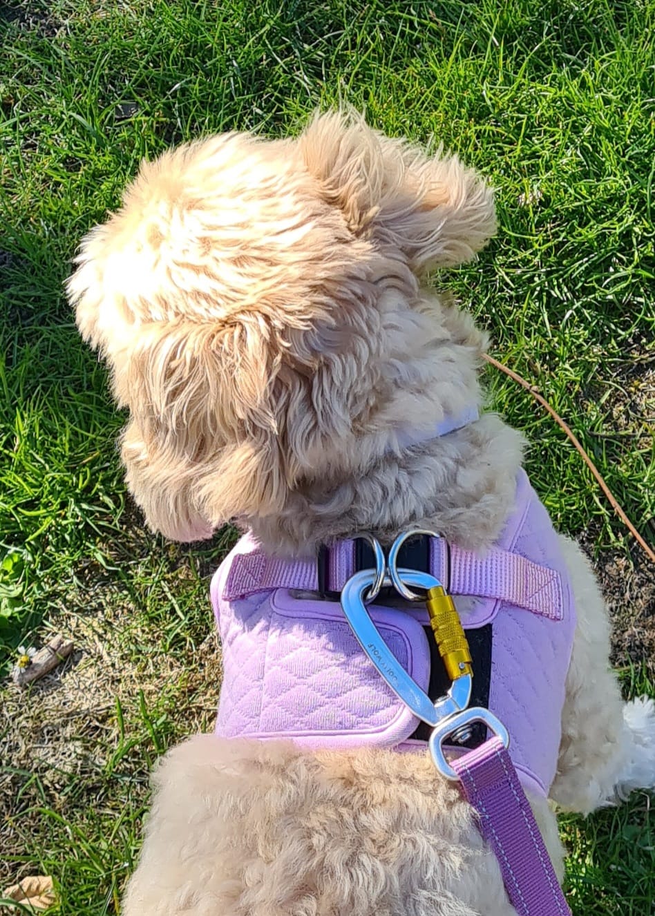 Customer photo review of PARK - Blød hundesele (lilla)