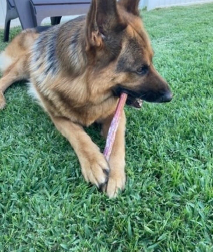 Customer photo review of 12 Inch Monster Bully Stick