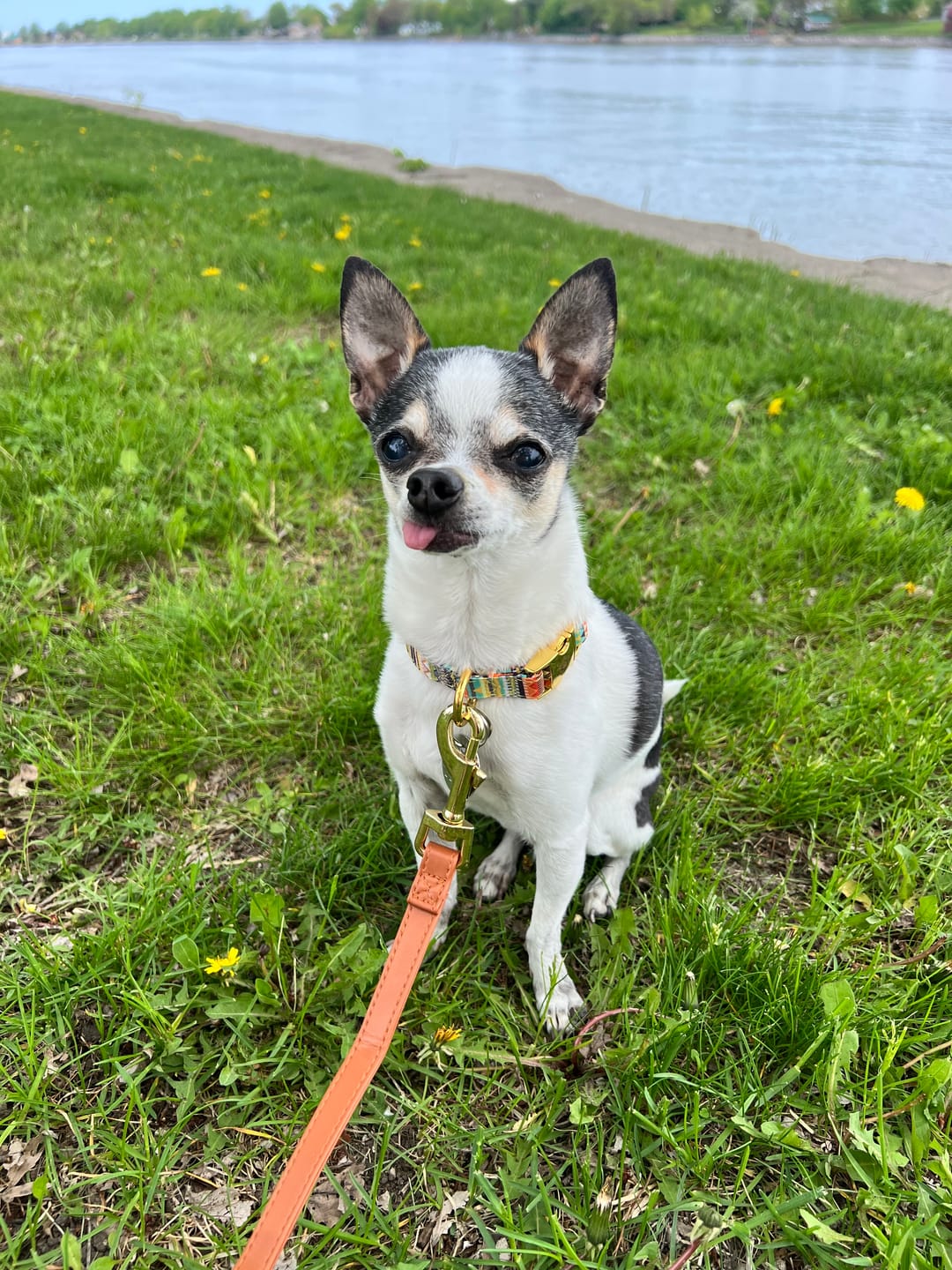 Customer photo review of Mystery Box - Dog
