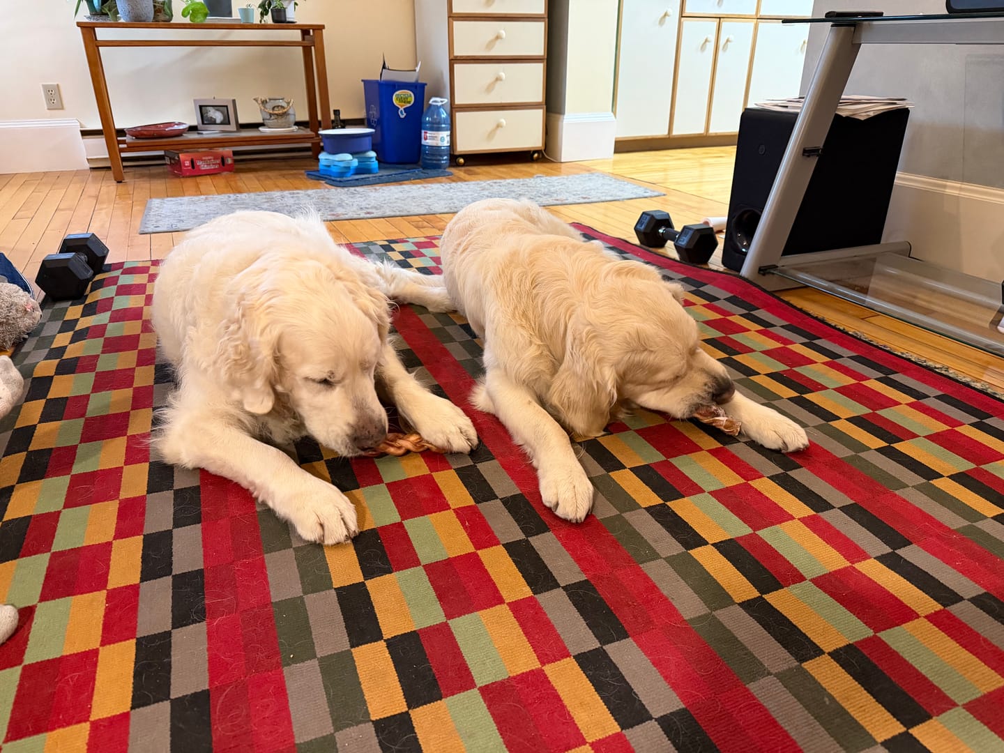 Customer photo review of 12 Inch Jumbo Braided Bully Stick
