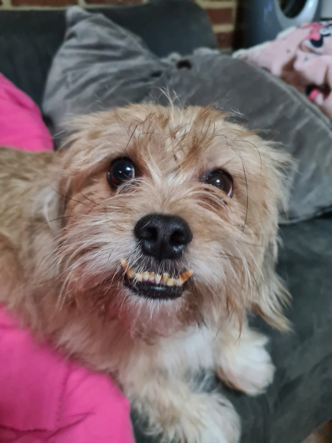 Customer photo review of Beemzy Tandpoeder voor Honden
