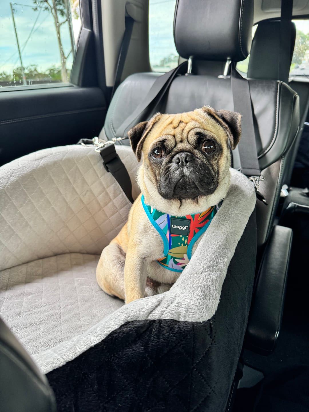 Customer photo review of Dog Car Booster Seat