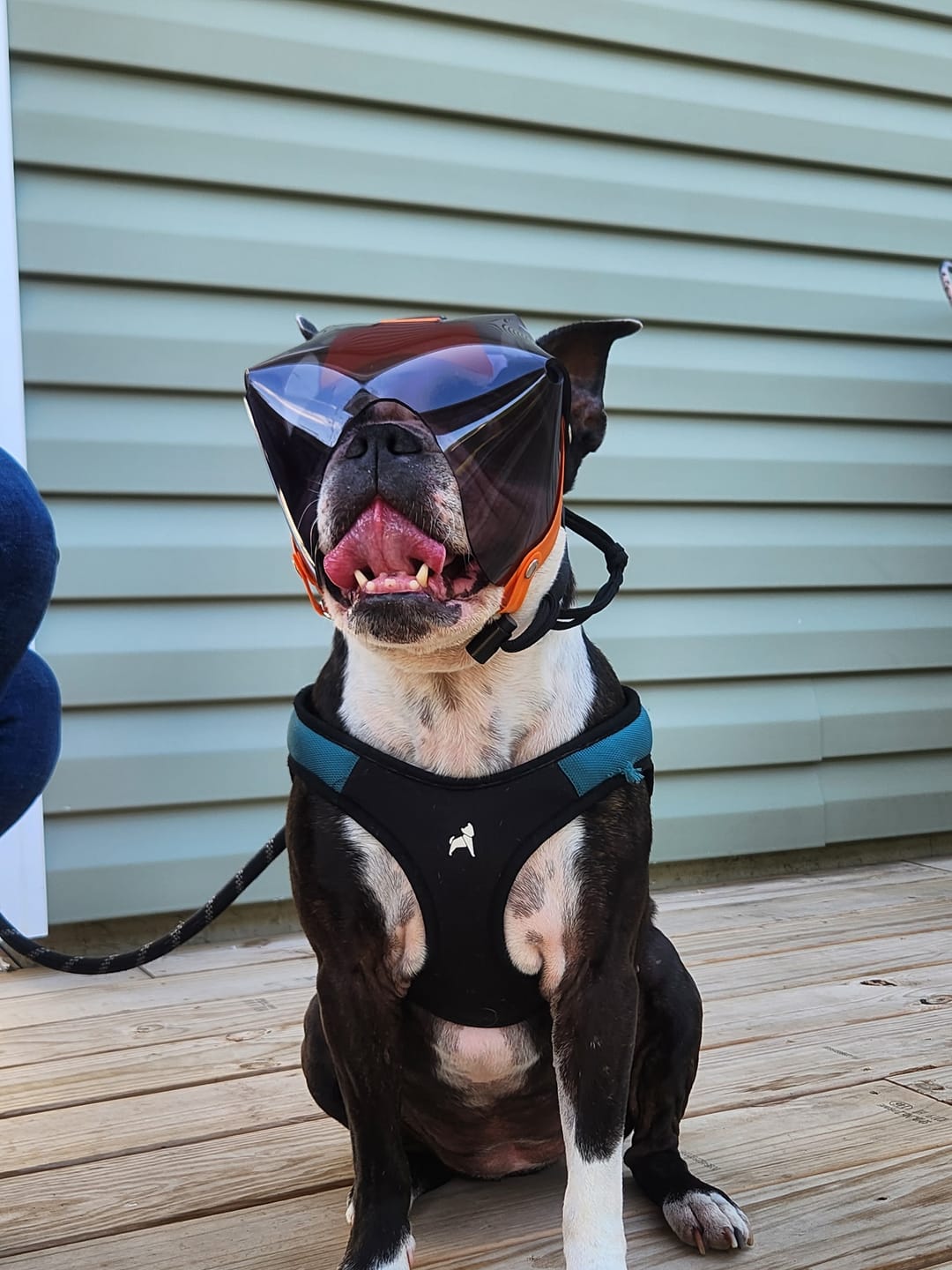 Customer photo review of Optivizor - Short Snout Version - Dark UV Tint