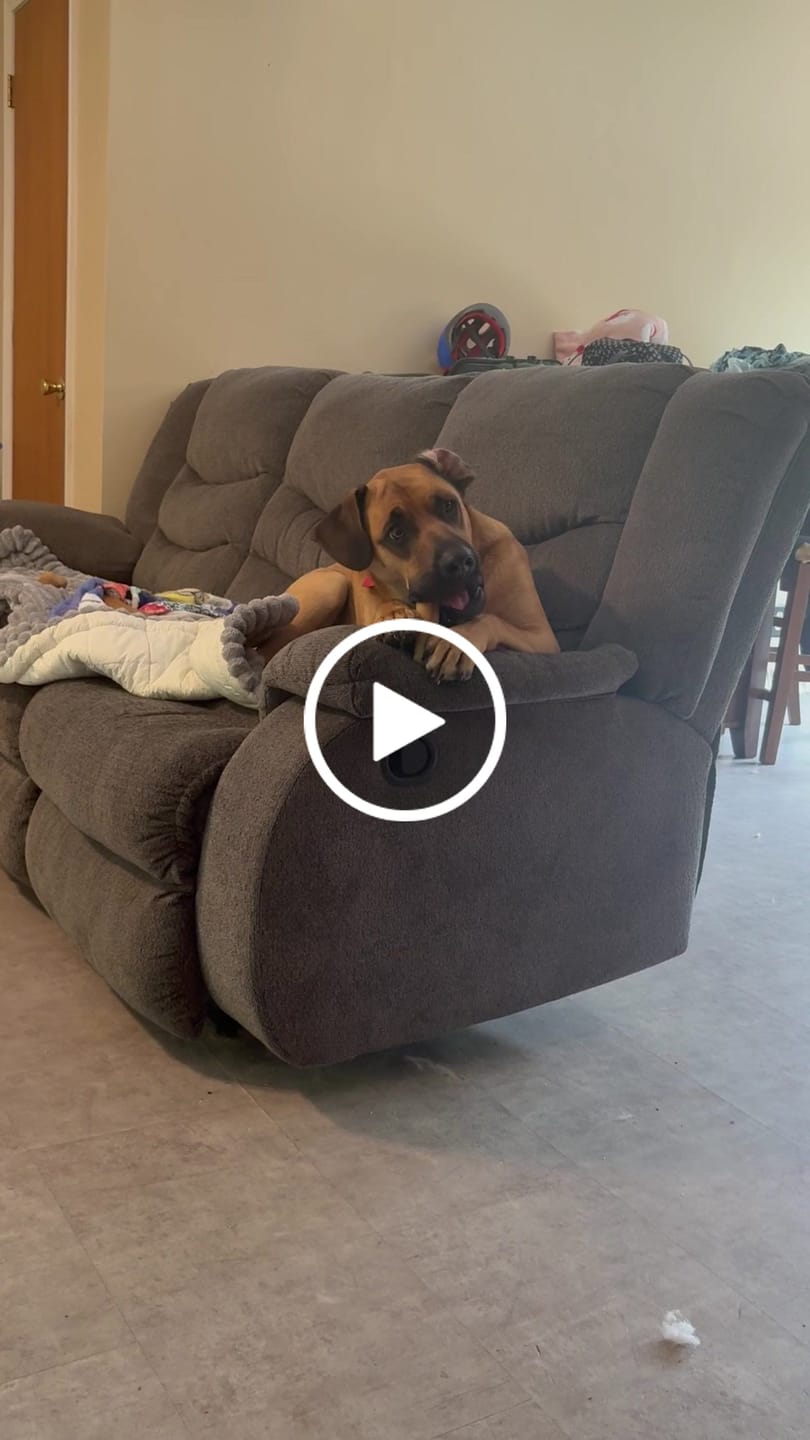 Customer video review of Gift Bundle: 2 Large Yak Chews and a 6" Hickory Smoked Bully Stick