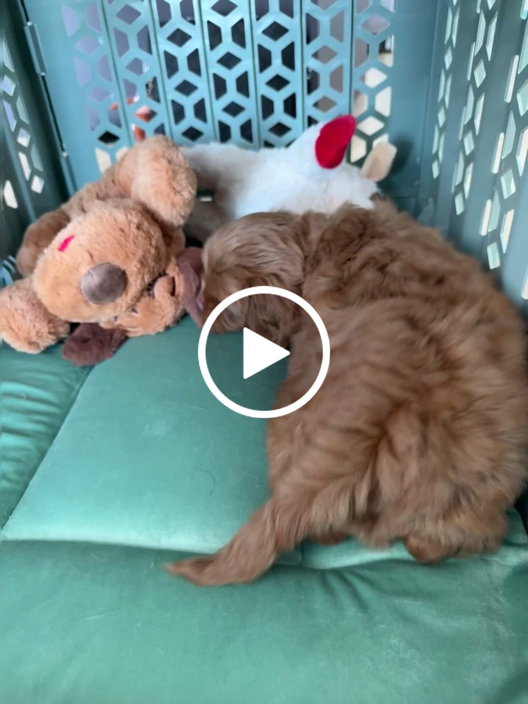 Customer video review of PAWD Crate Pad & Dog bed