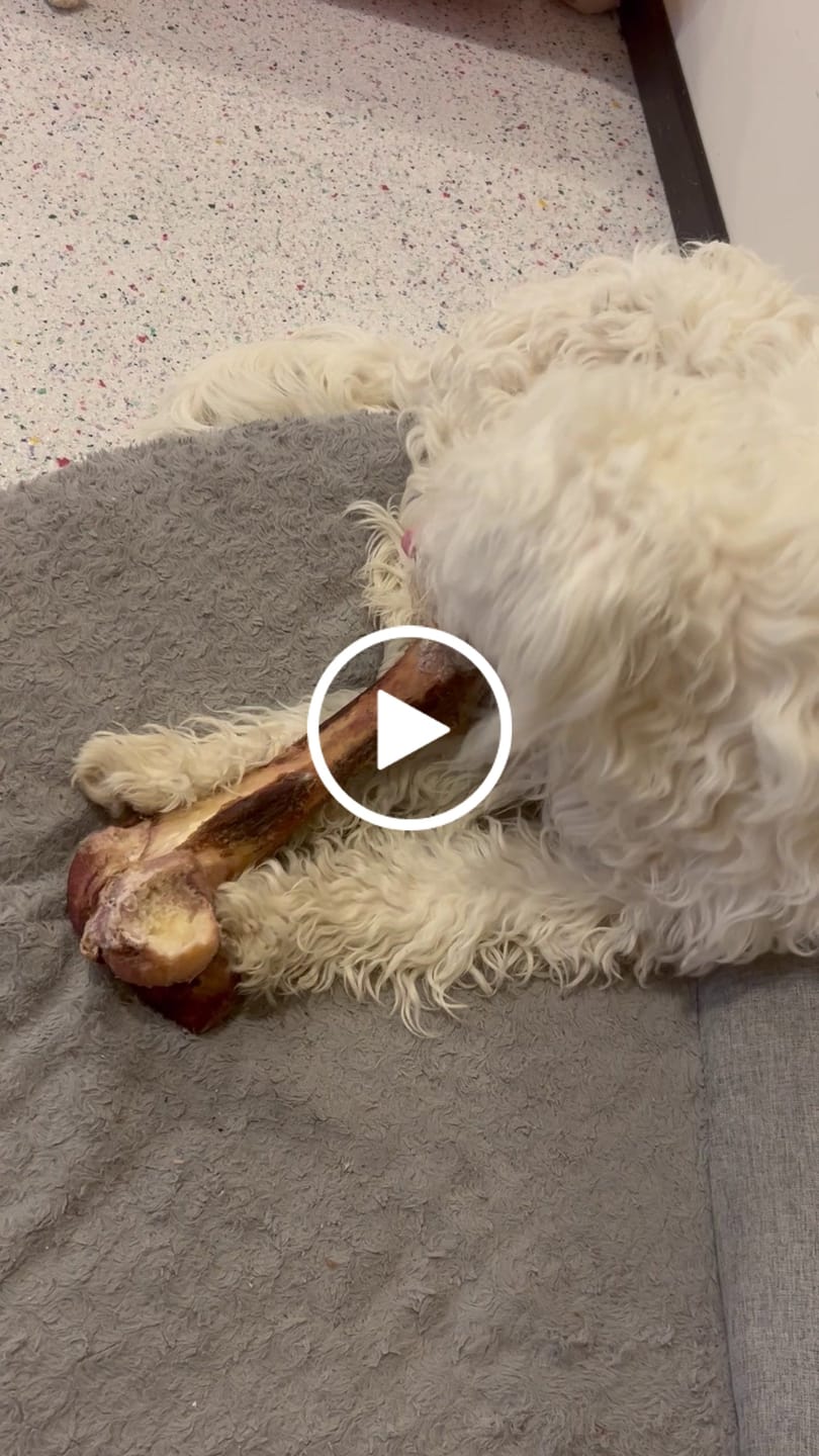 Customer video review of Smoked Dinosaur Bones