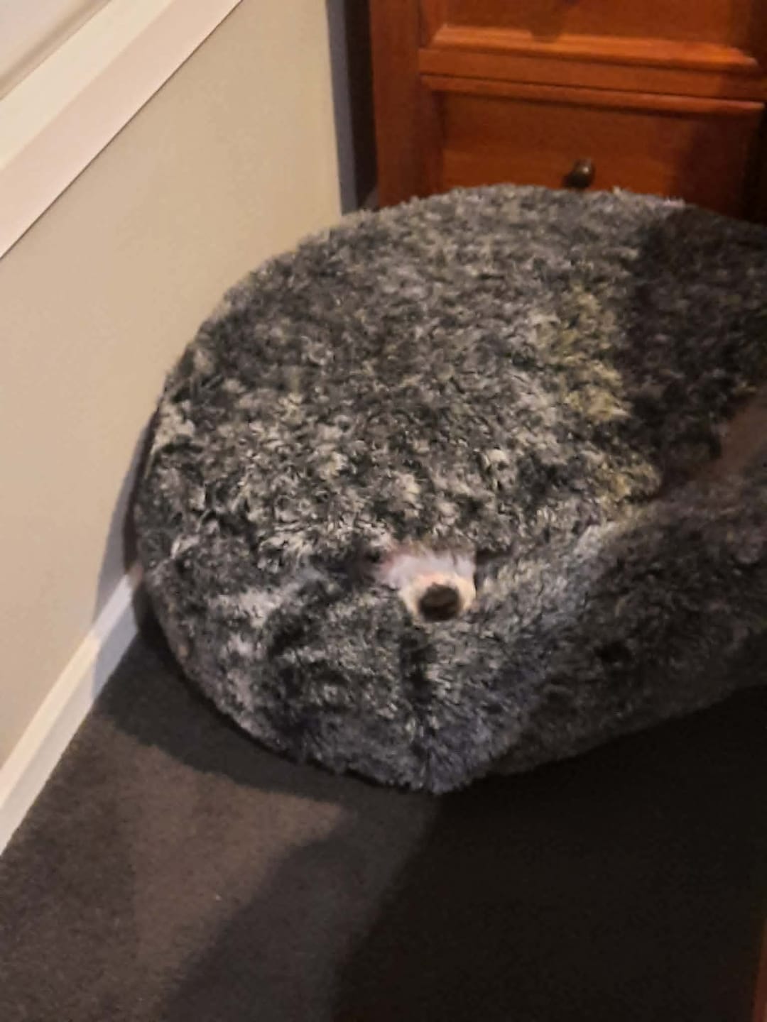 Customer photo review of Pet Cave Dog Bed - Removable Cover