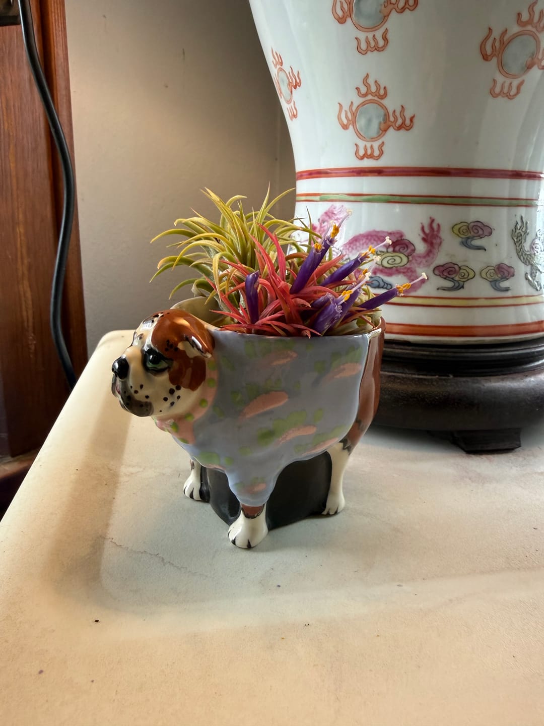 Customer photo review of Air Plant Mystery Box - Curated Tillandsia Collection | 5 Tiers Available
