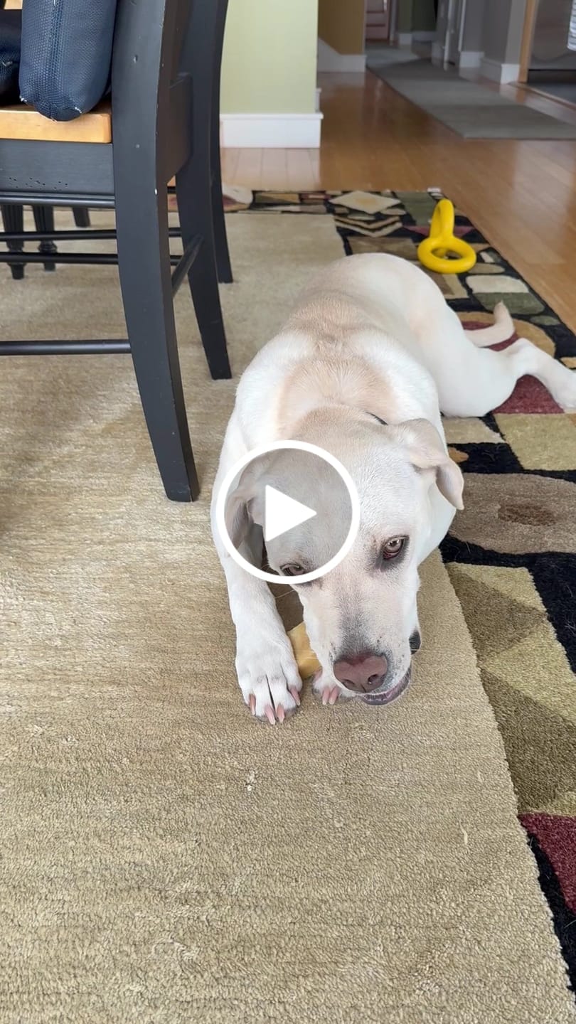 Customer video review of Regular/Unflavored Himalayan Yak Chews | 6-Sizes (for Small to Big Dogs)
