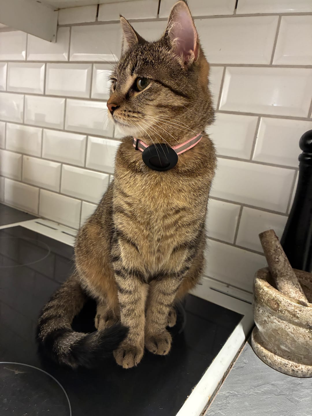 Customer photo review of AirTrackTag Kattpaket