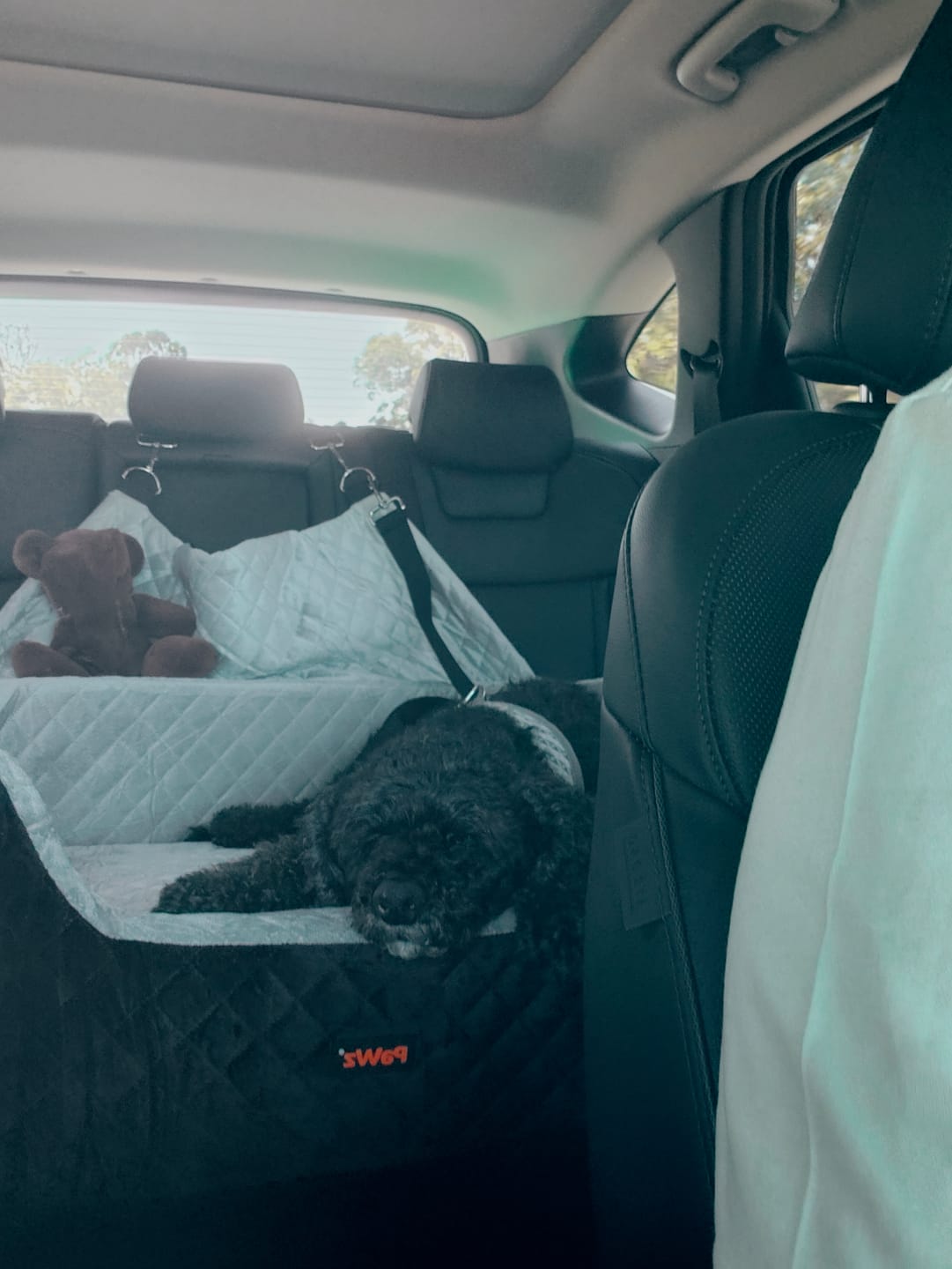 Customer photo review of Dog Car Booster Seat