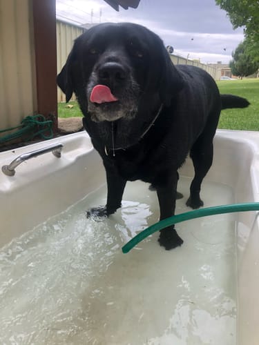 Customer photo review of LabraFur Lifestyle Kit