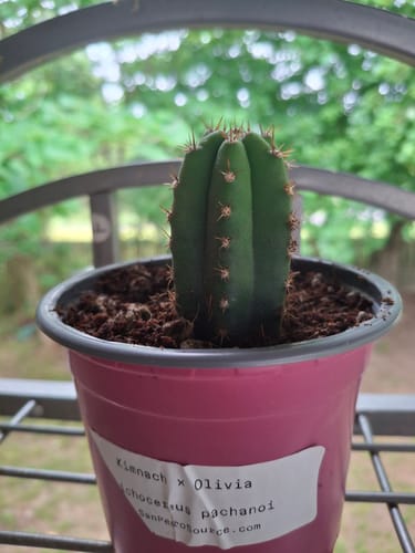 Customer photo review of Trichocereus Pachanoi | Non-PC San Pedro Cactus