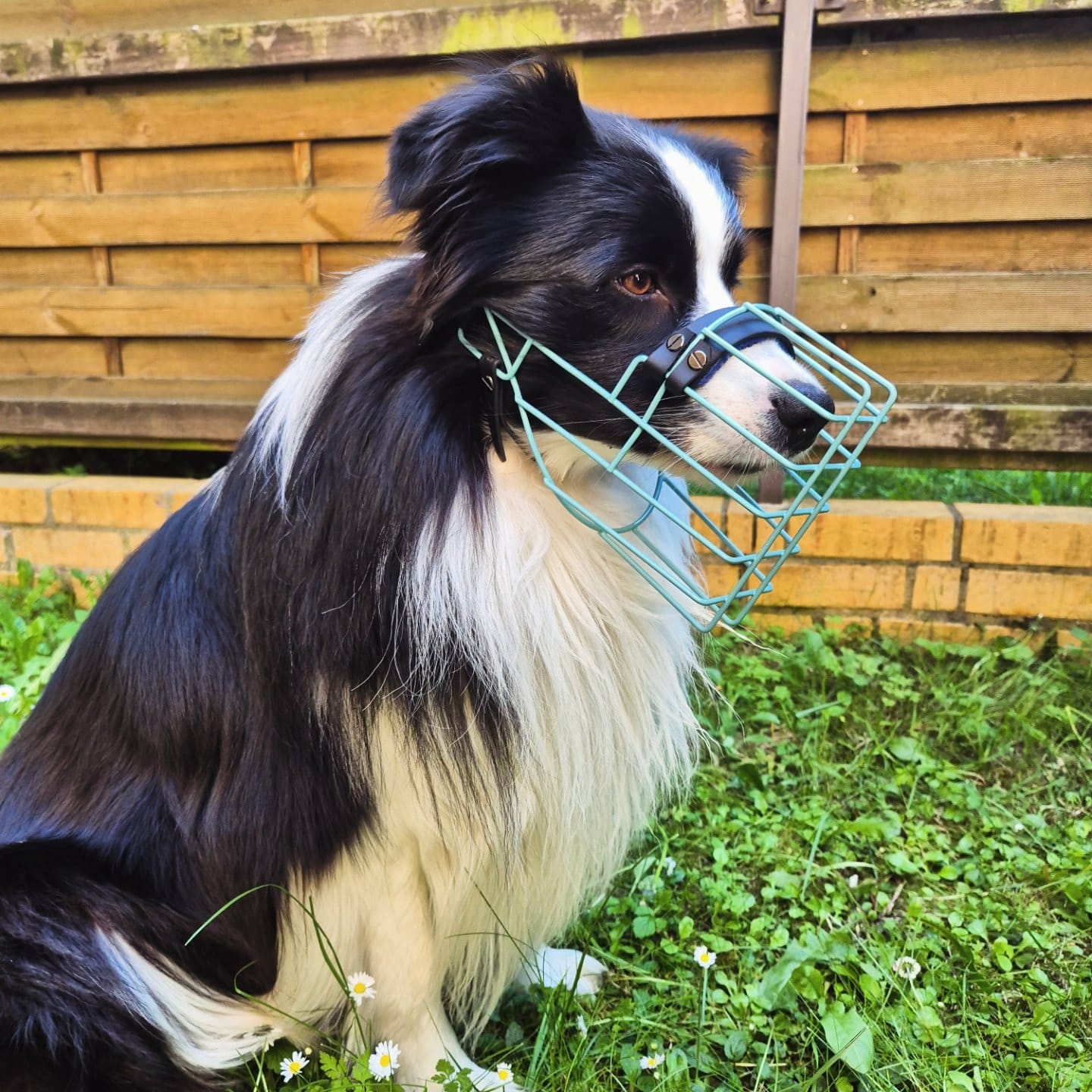 Customer photo review of „All in one“ Maulkorb