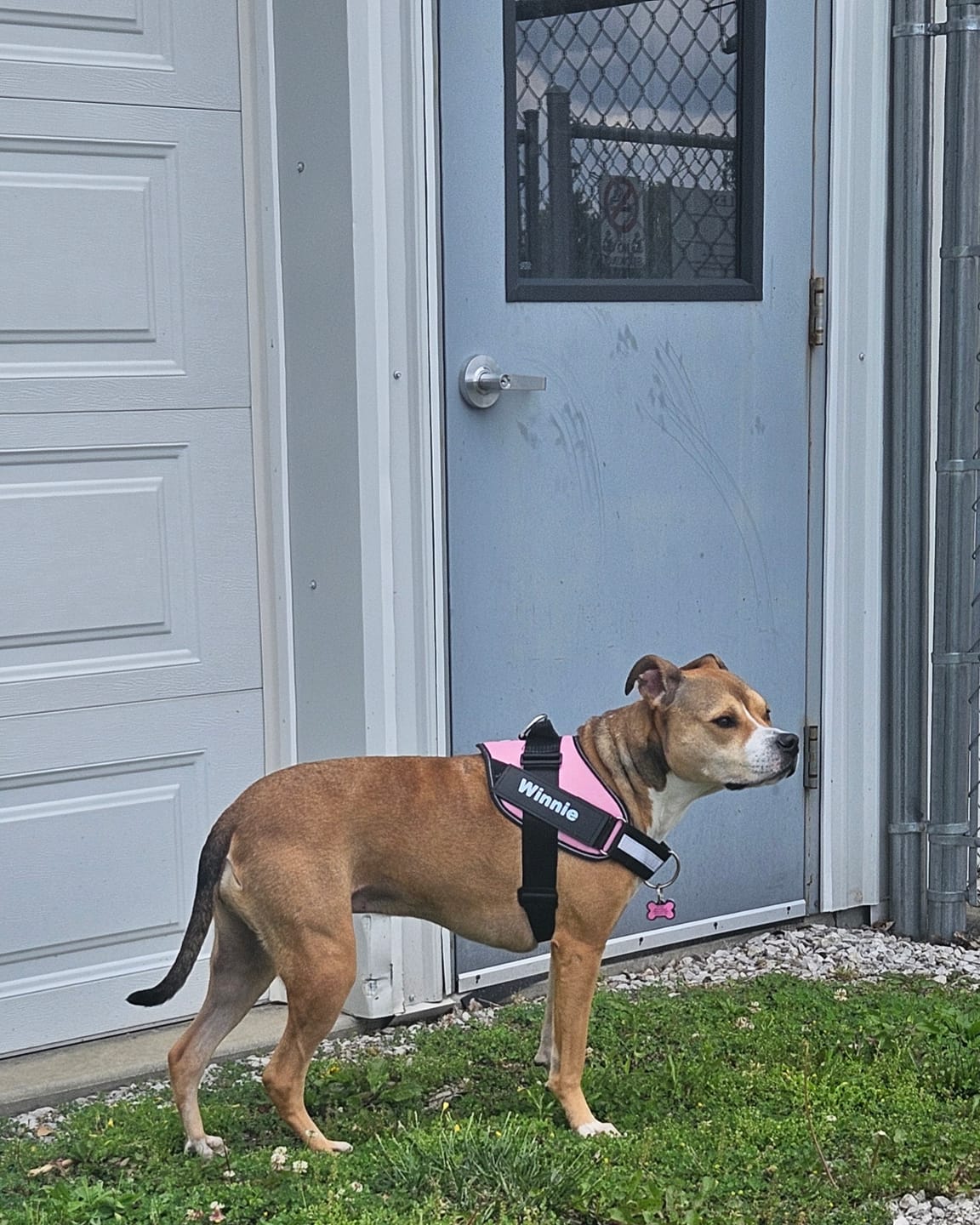 Customer photo review of Dogshood ™