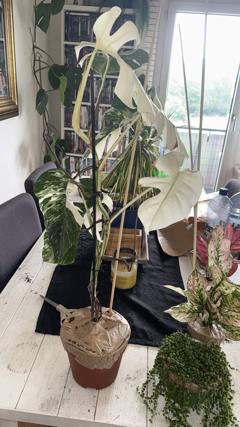 Customer photo review of Monstera Deliciosa Variegata - kleine Blätter