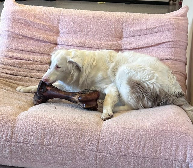 Customer photo review of Smoked Dinosaur Bones