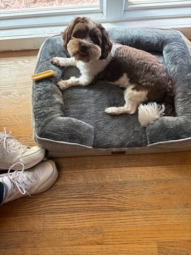 Customer's small dog lying in a plush bed next to a yellow Long-Lasting Yak Chew.