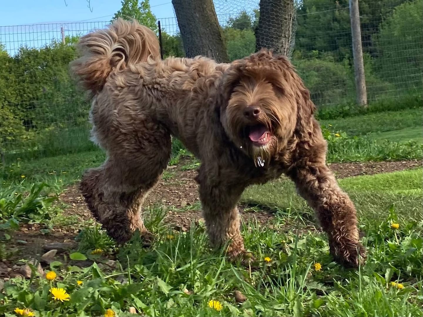 Customer photo review of 12 Inch Thick Braided Bully Stick