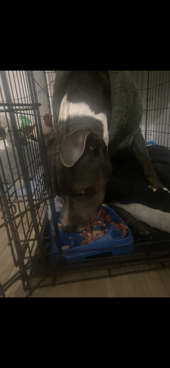 Customer photo review of Bulk Box for Dogs