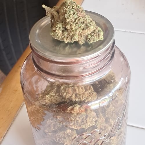 Customer photo review of Gorilla Glue THCA Flower