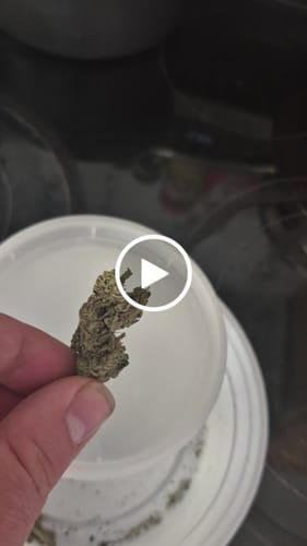 Blue Dream - 28 Gramm - Sativa photo review