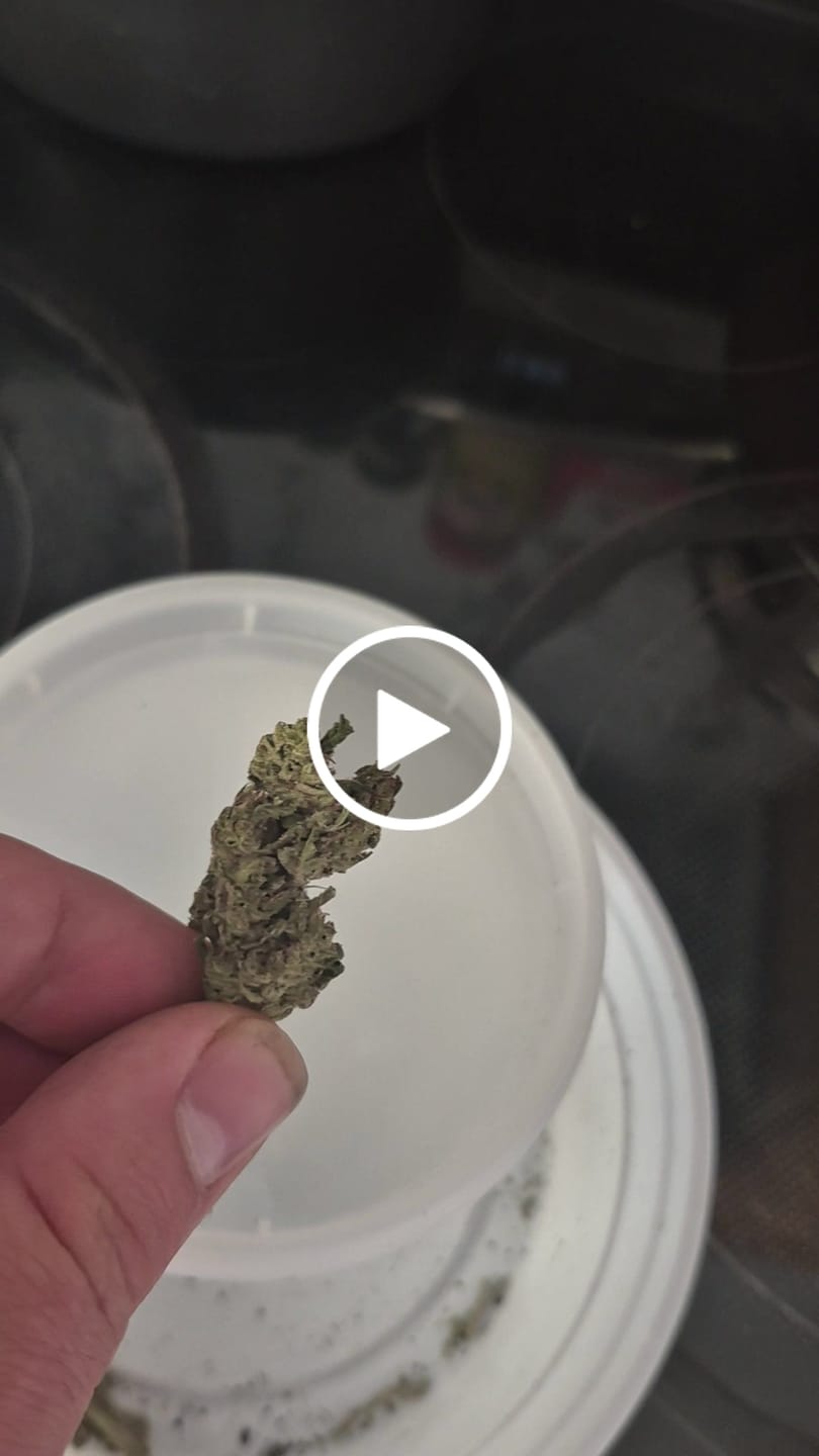 Customer video review of Blue Dream - 28 Grams - Sativa