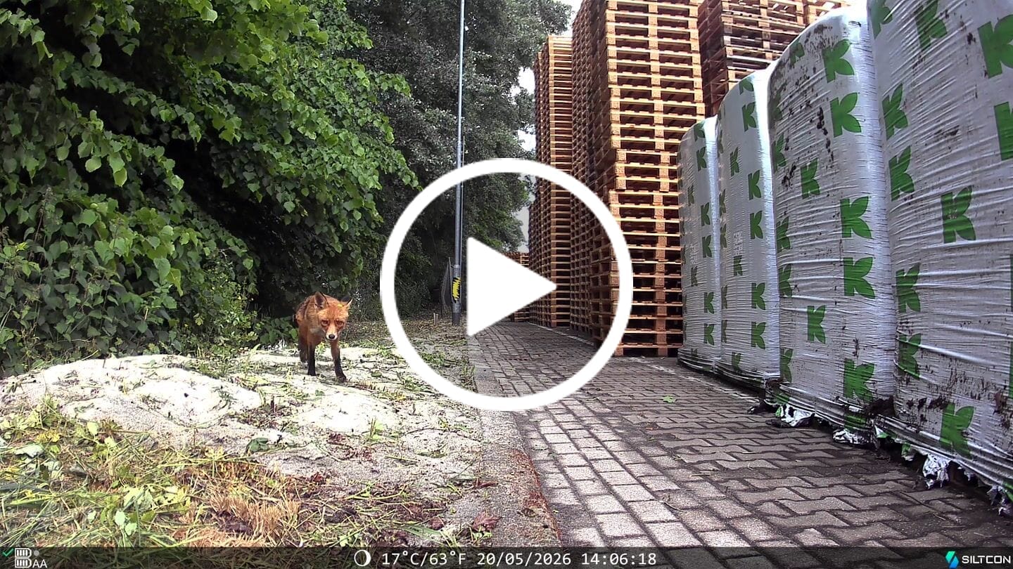 Customer video review of Siltcon® Wildcamera met Zonnepaneel 8K