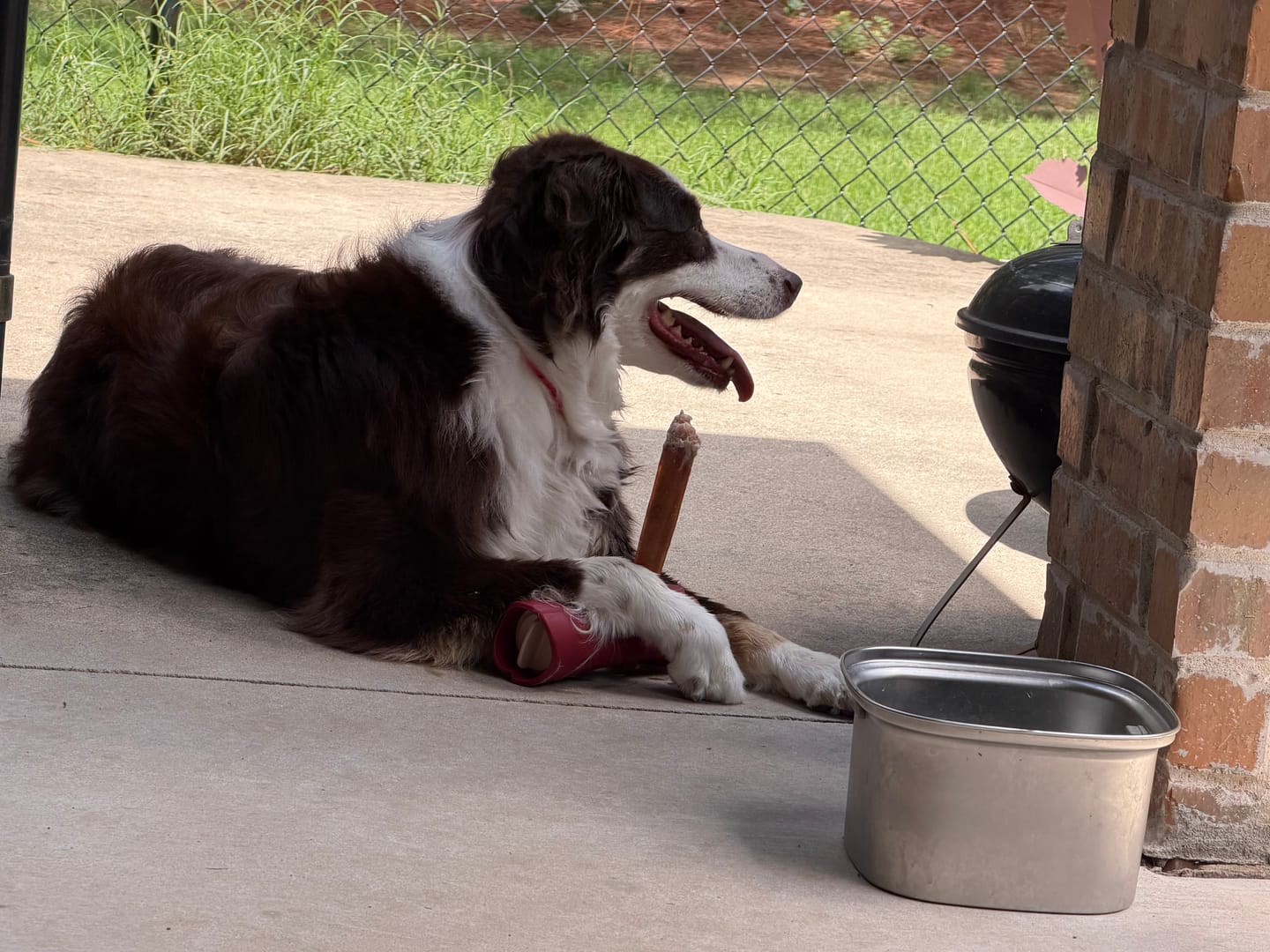 Customer photo review of Bully Stick Safety Holder