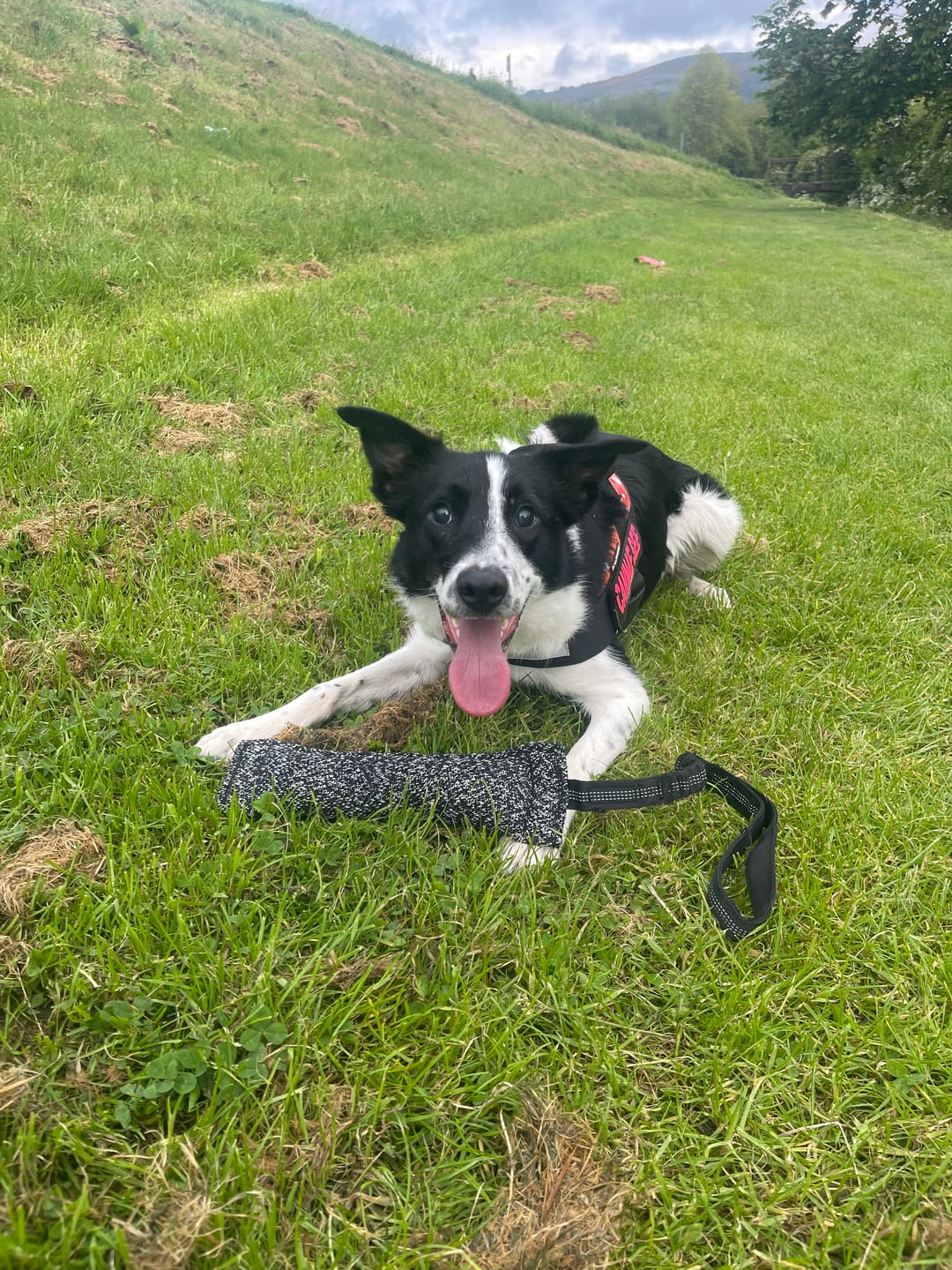 Customer photo review of Bungee Tugger - Black