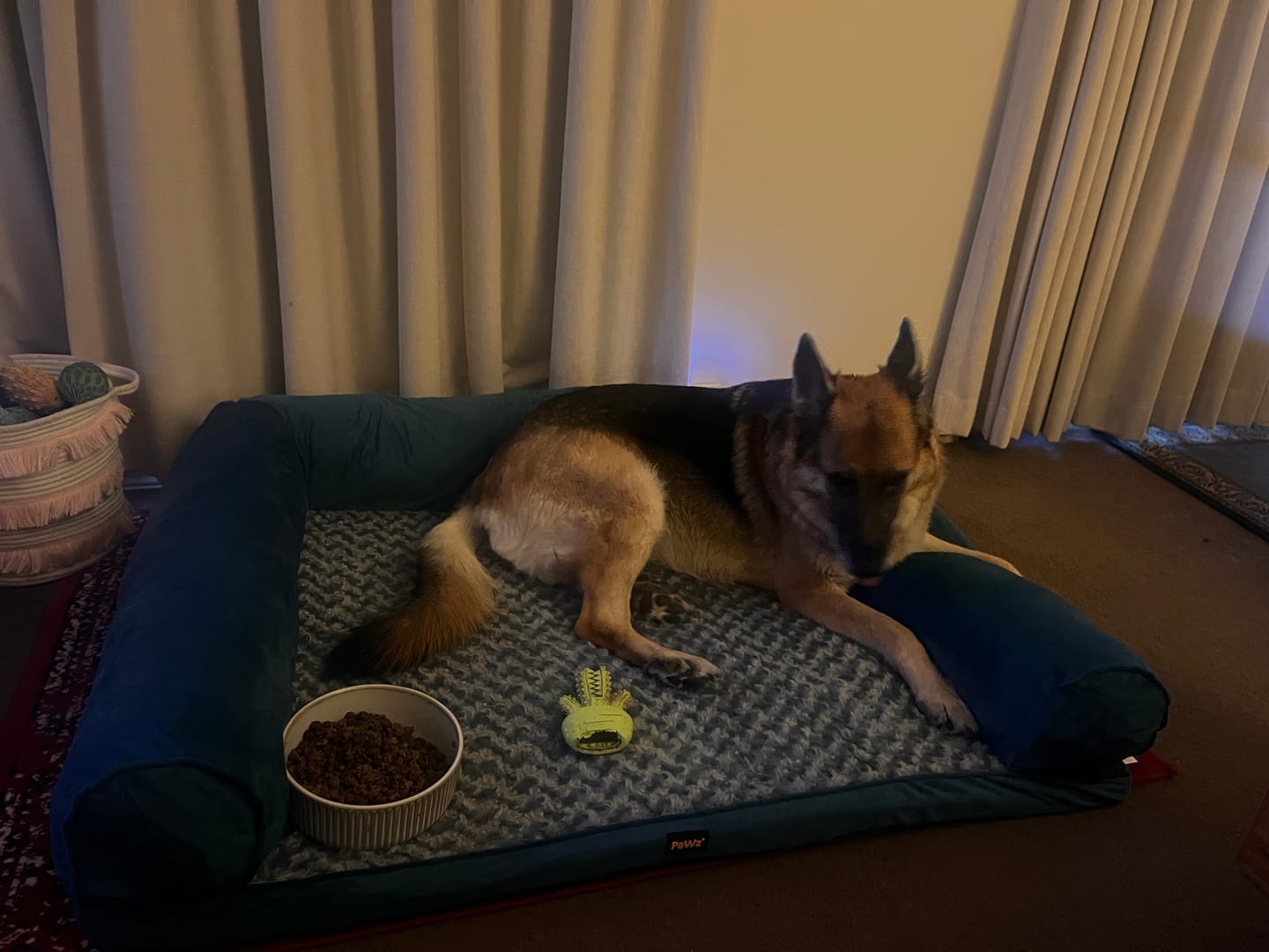 Customer photo review of Pet Sofa Bed