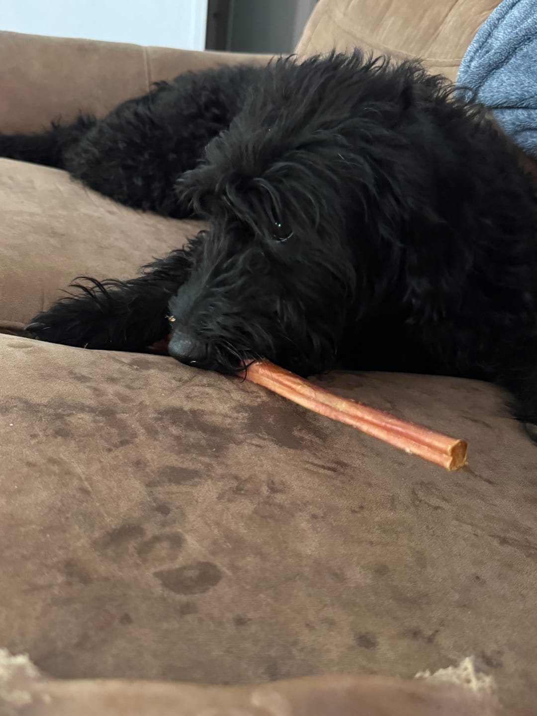 Customer photo review of Gift Bundle: 2 Large Yak Chews and a 6" Hickory Smoked Bully Stick