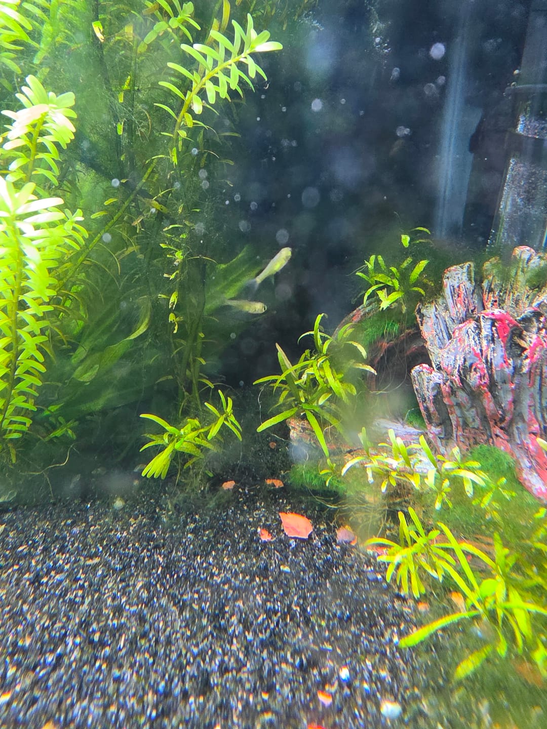 Customer photo review of Kubotai/ Neon Green Rasbora (Microdevario kubotai)