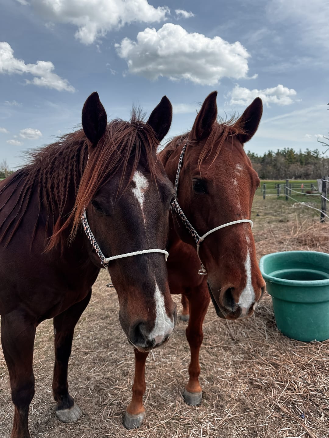 Customer photo review of Lariat Nylon Halter