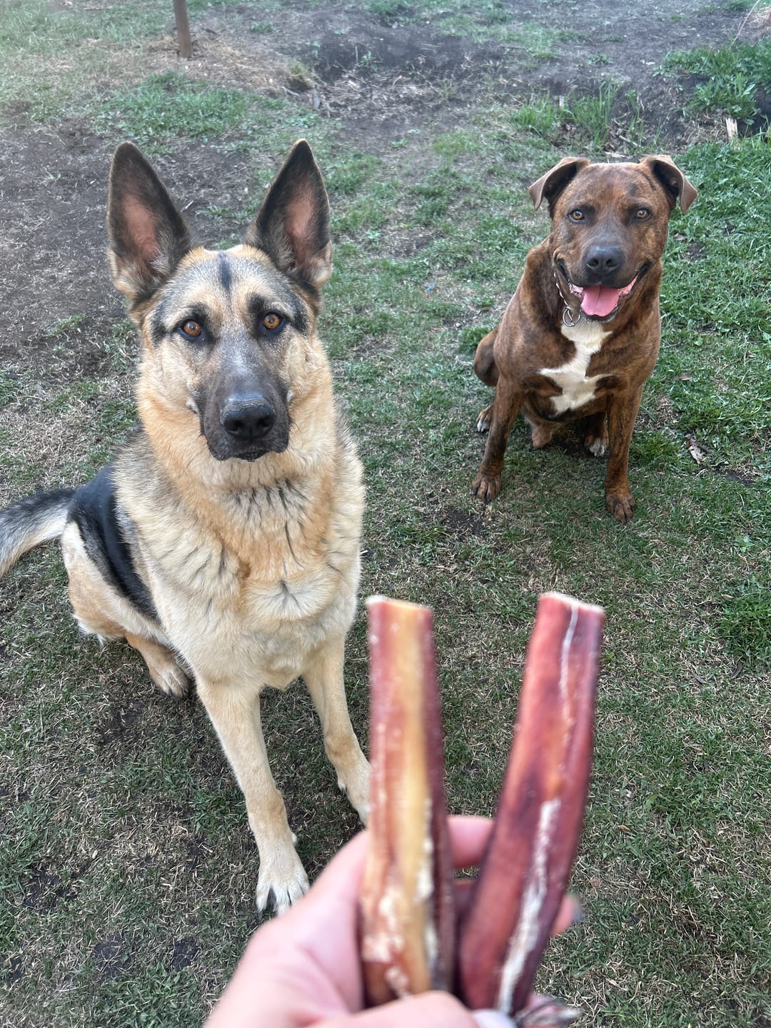 Customer photo review of 6 Inch Monster Bully Stick