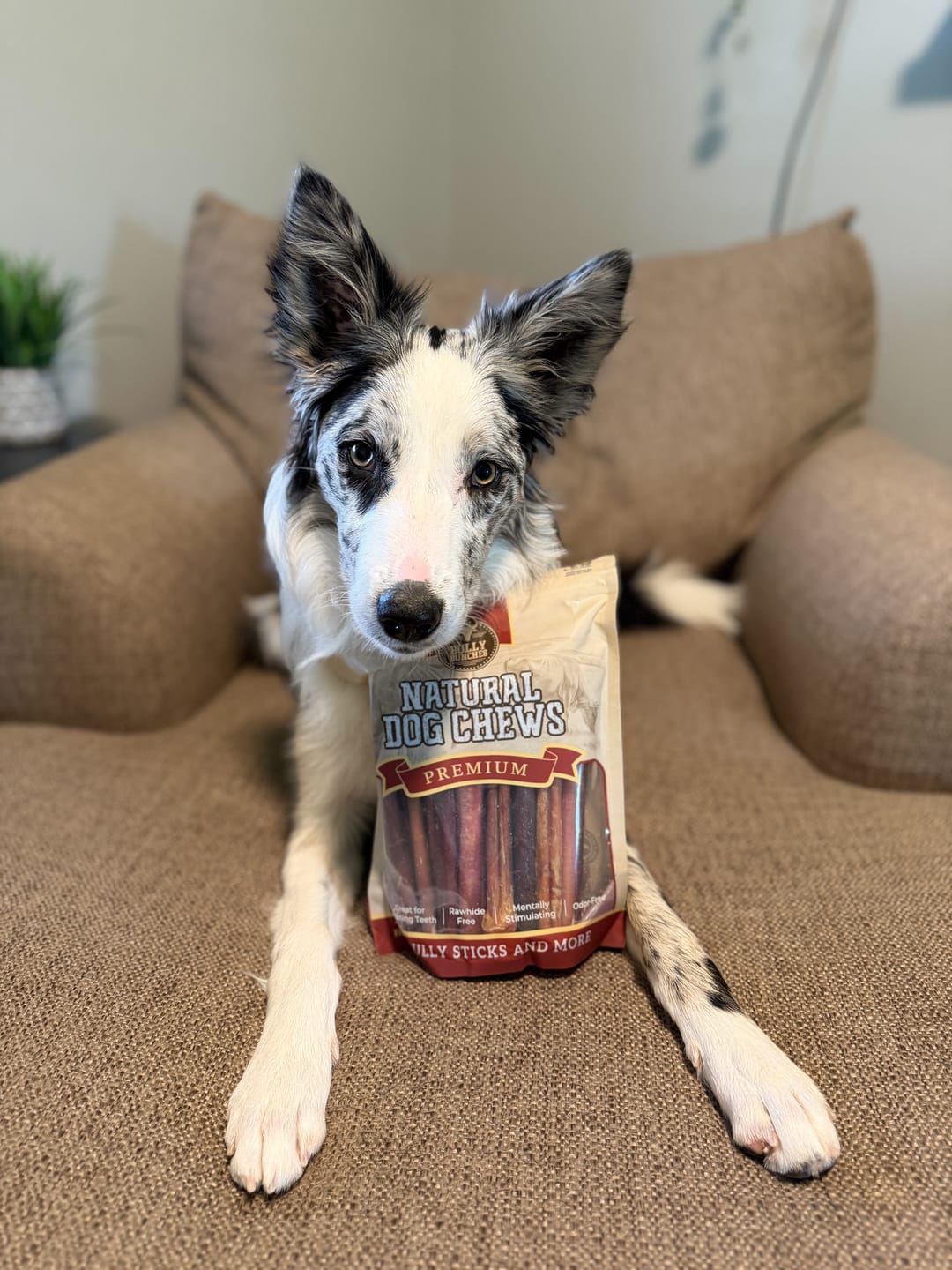 Customer photo review of 6 Inch Standard Bully Stick