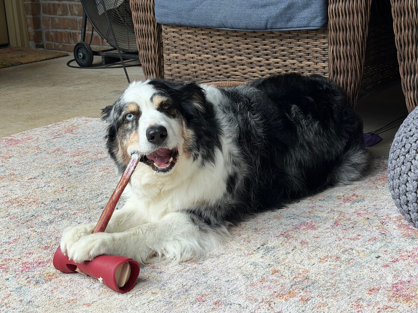 Customer photo review of 12 Inch Monster Bully Stick