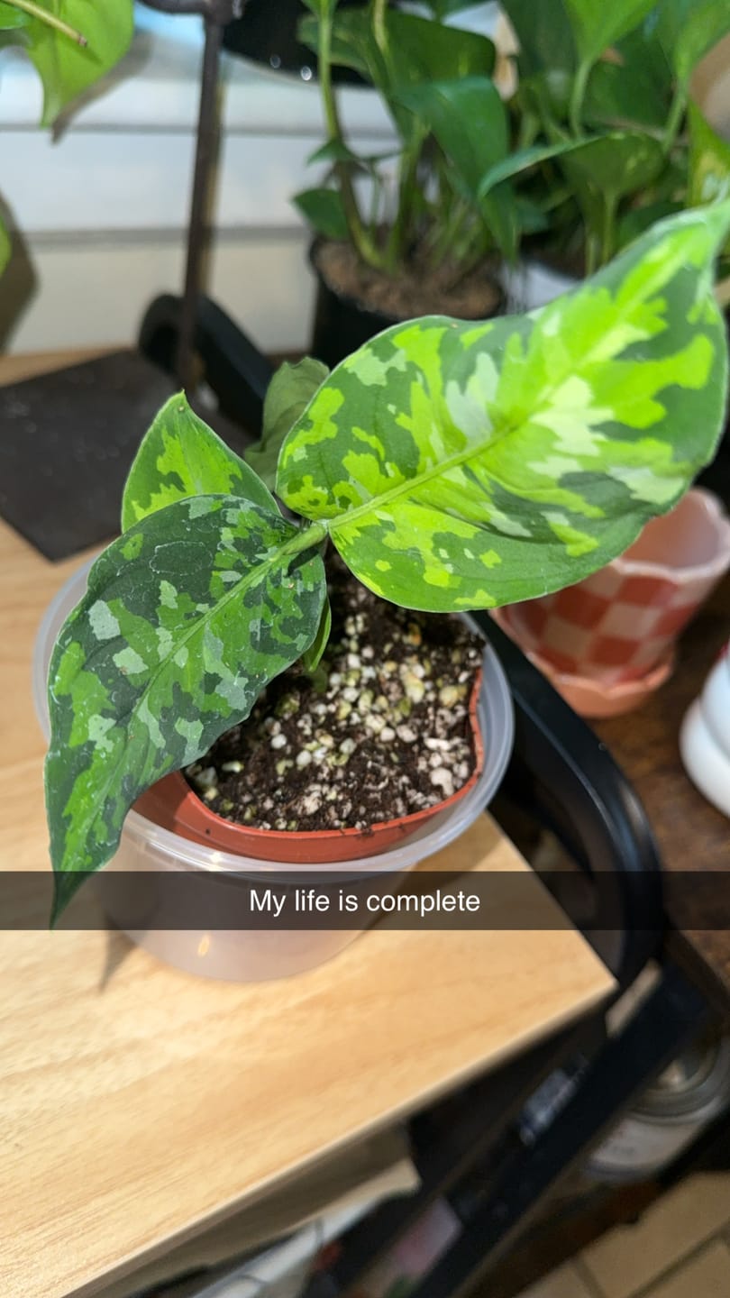 Customer photo review of Aglaonema pictum tricolor