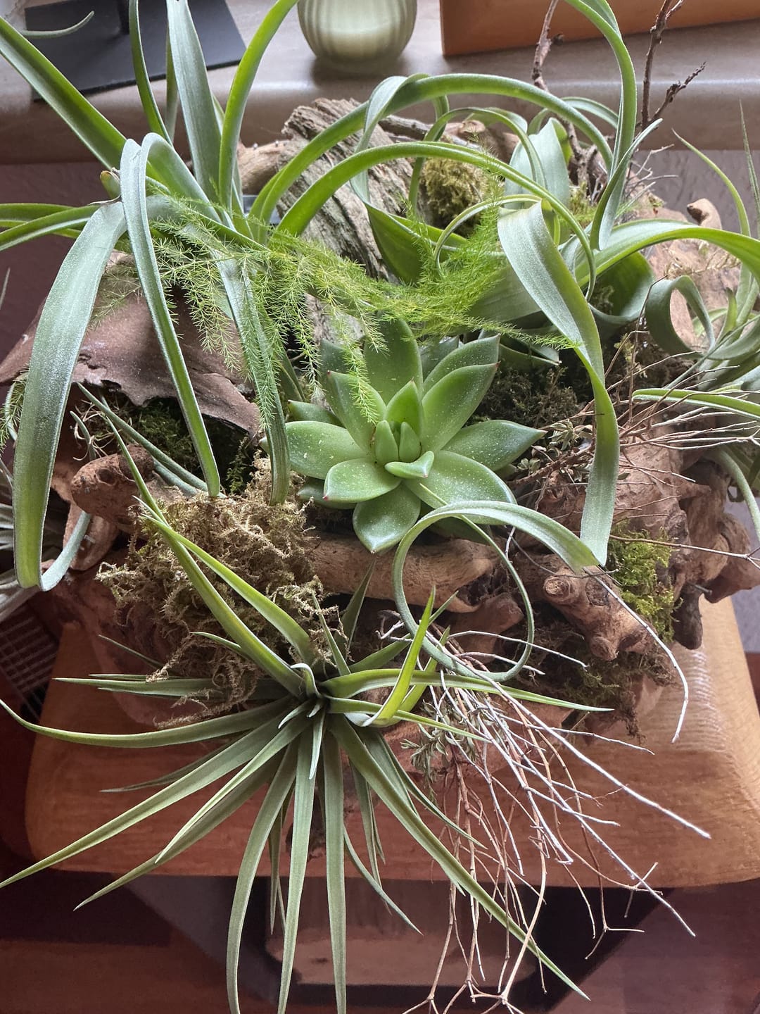 Customer photo review of Tillandsia "Curly Slim" - intermedia x streptohphylla