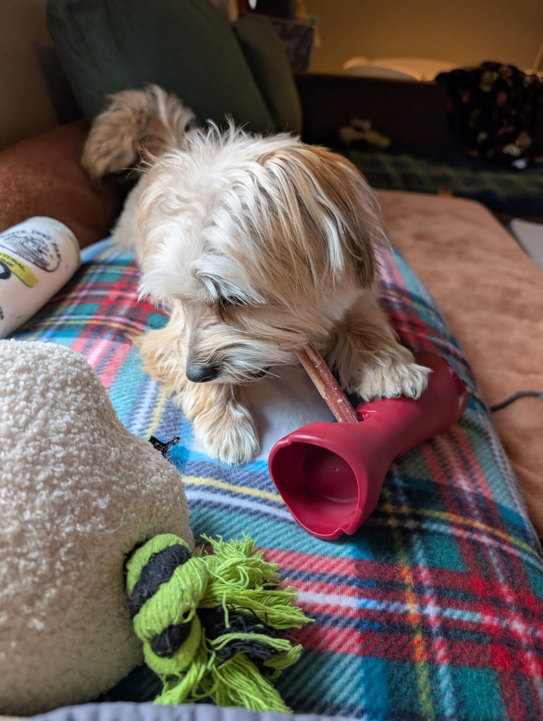 Customer photo review of 6 Inch Standard Bully Stick