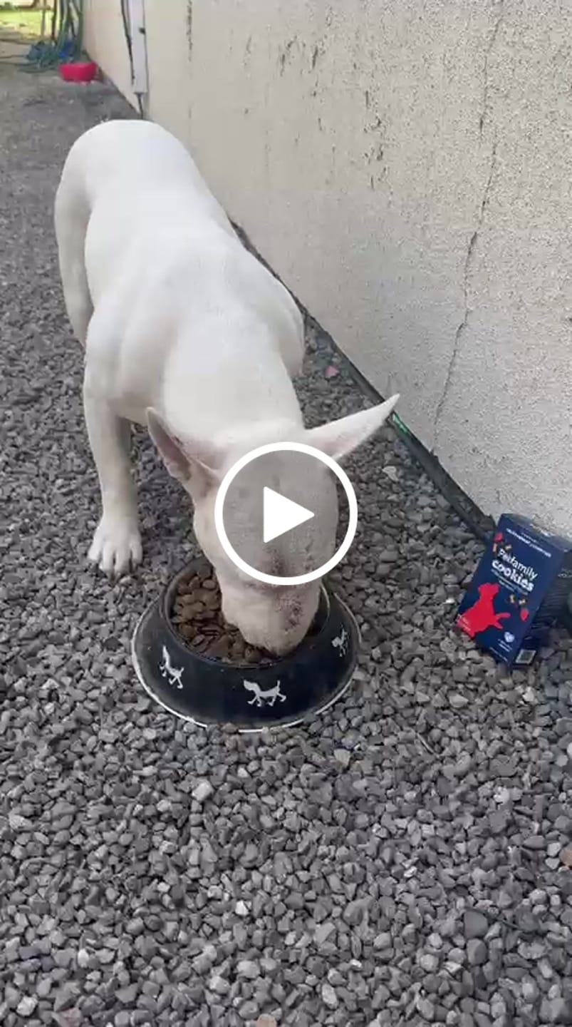 Customer video review of PetFamily Foods Grain Free