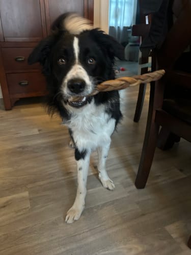 Reviewer's dog standing with a braided chew treat from the Trail Mix in its mouth.