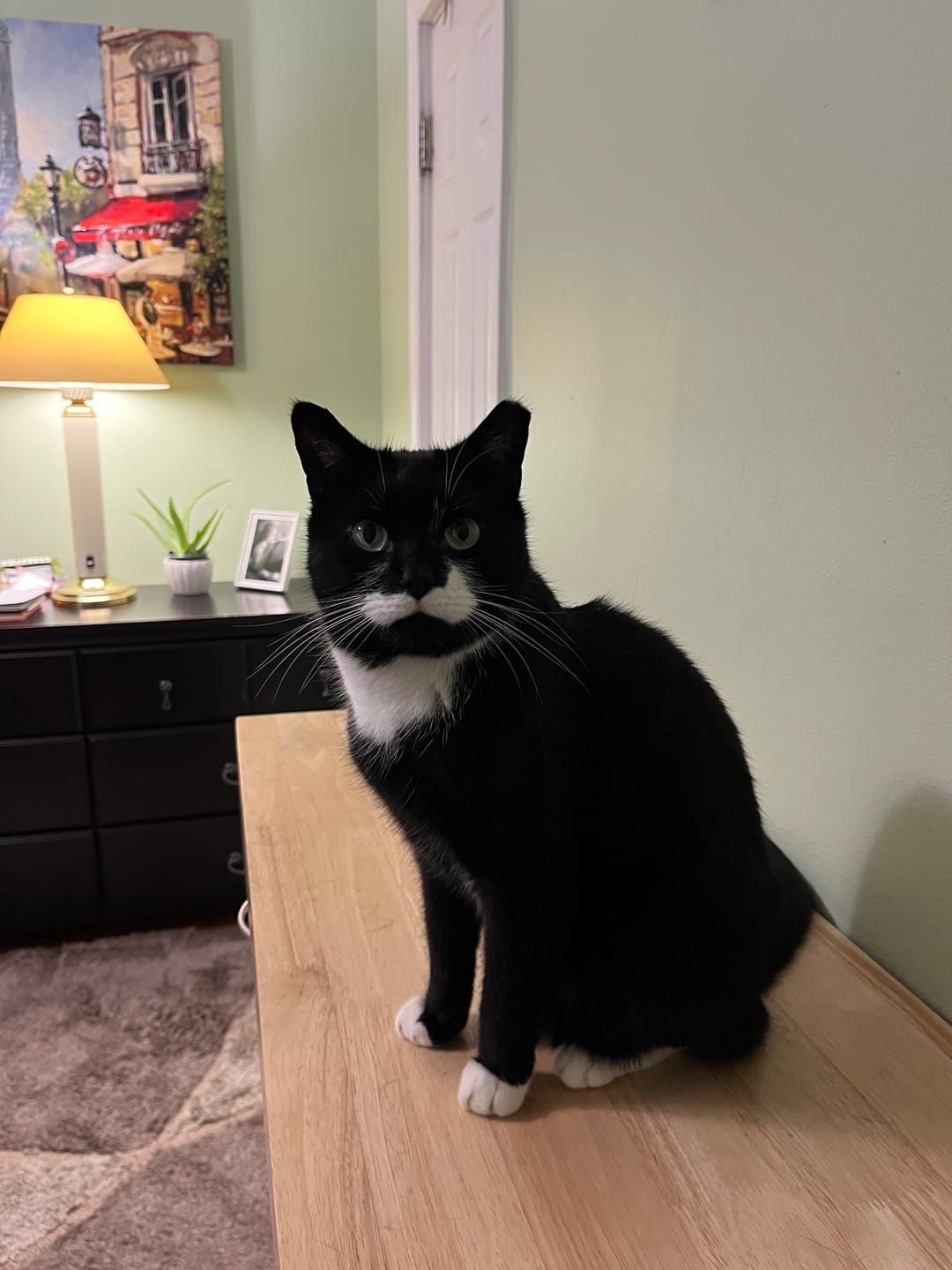 Customer photo review of Cat Dental Care & Bad Breath Remedy