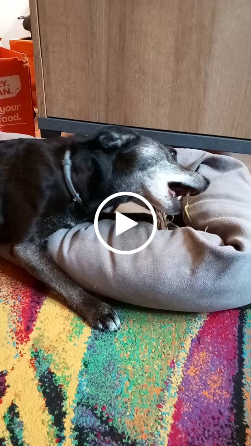 Customer video review of Zampe di Gallina senza unghie (200 g)