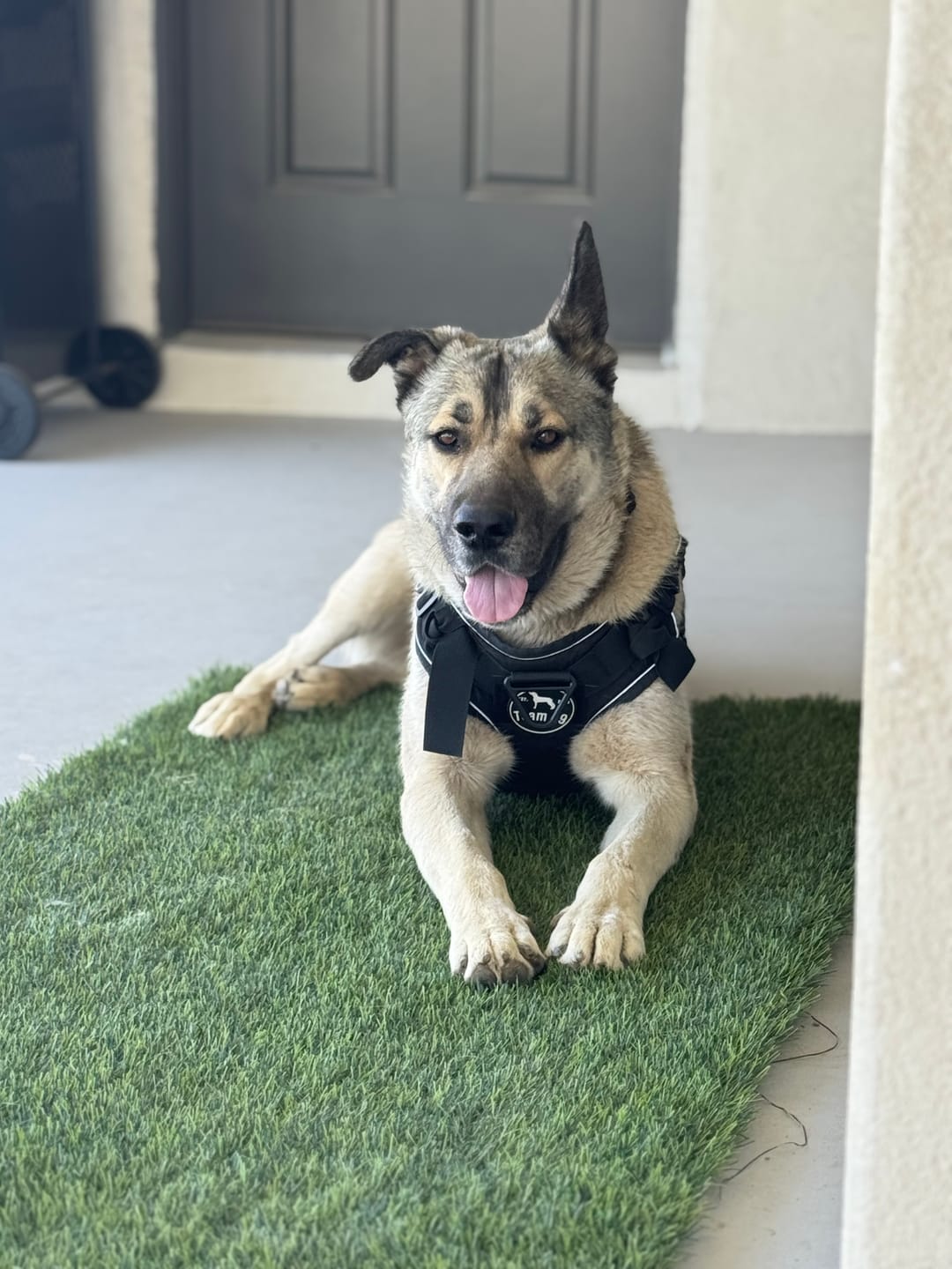 Customer photo review of NEW Upgraded Tactical No-Pull Team K9® Dog Harness with 4 Quick-Release Metal Buckles, Reinforced Front & Back V-Rings, Hook & Loop Panels, Adjustable Straps, Reflective Strips, & Top Handle