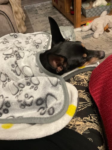 Customer's small dog relaxing under the FREE Gift, a soft white paw-print blanket.