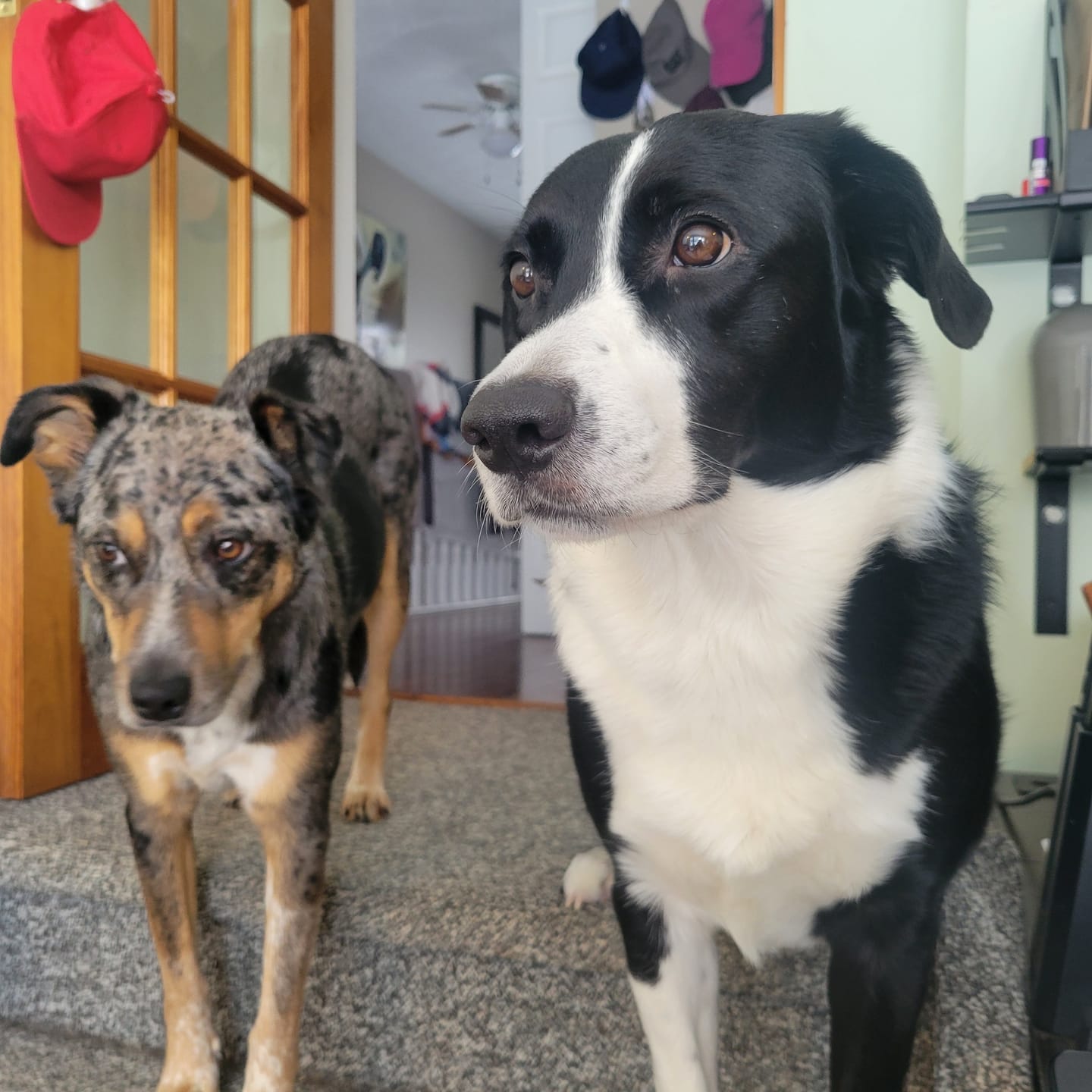 Customer photo review of 6 Inch Standard Bully Stick