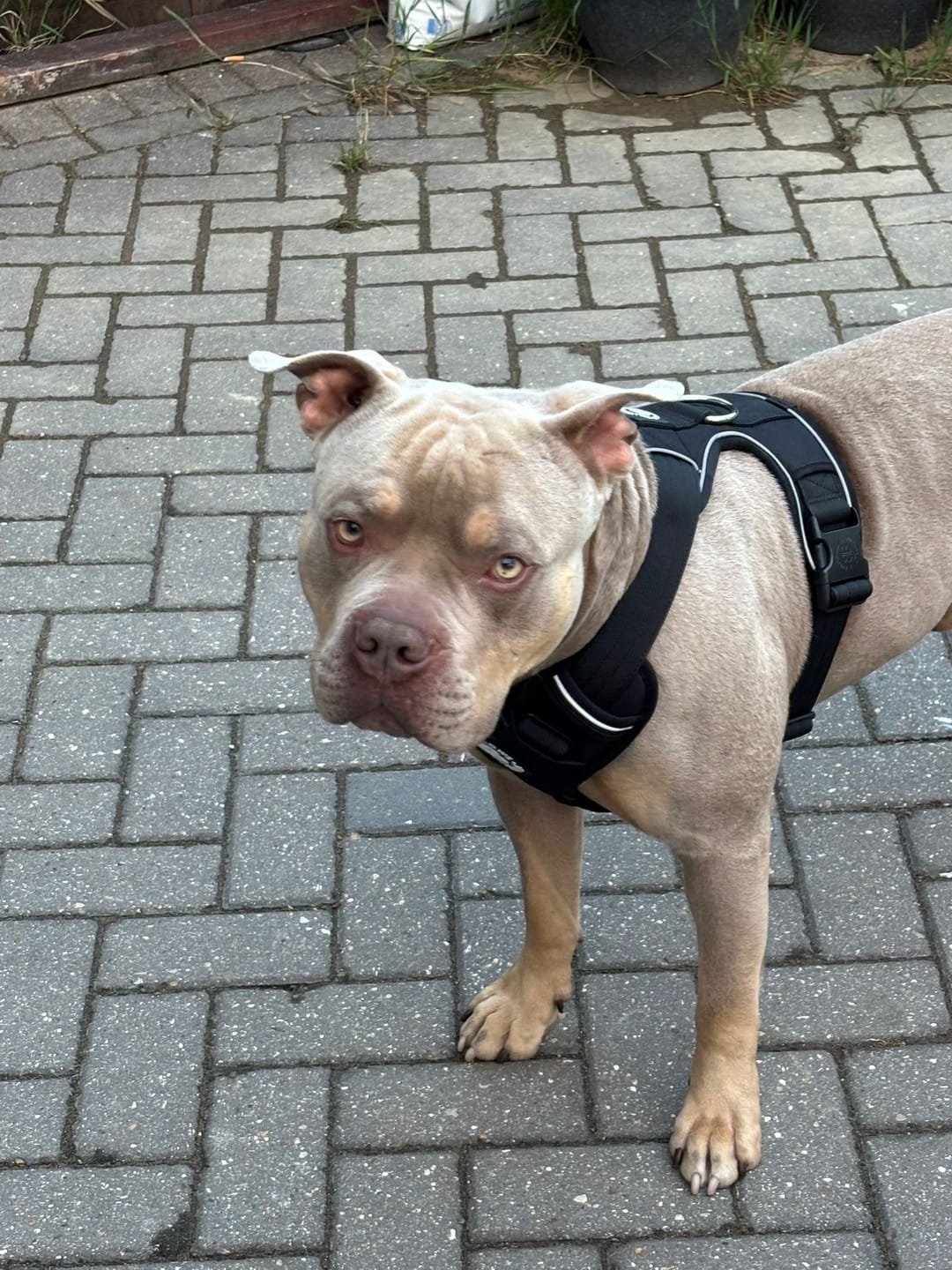 Customer photo review of Comfort Premium Harness | Non Restrictive - Black